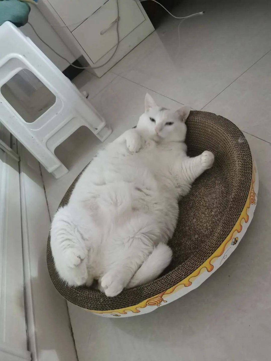 DebraFlannjac1's tweet photo. Mi gato me ayuda a doblar la ropa, se acuesta en la pila de camisetas nuevas ， https://t.co/Ln1POZS3OG
