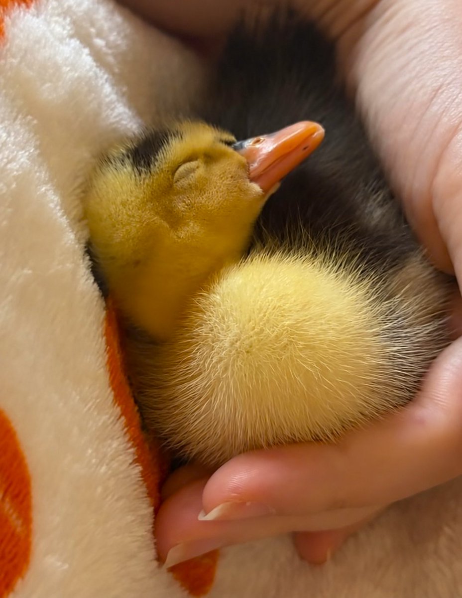 ducklingdinky's tweet photo. GN flock. 🌙🦆

Big dreams don’t happen all at once.

Just keep showing up, keep believing, and keep moving forward. 

I’ll be right back at it with you tomorrow. 🧡🚀

$DINKY https://t.co/s9nH1ubai0