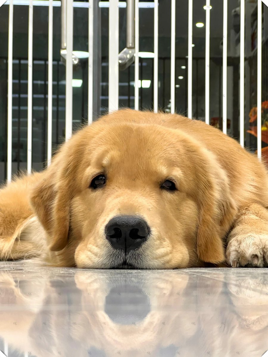 Seasontroohdme's tweet photo. Mi perro me espera cada tarde en la puerta con su juguete, hace que cada día gris sea cálido ， https://t.co/CYSwy0KwmN
