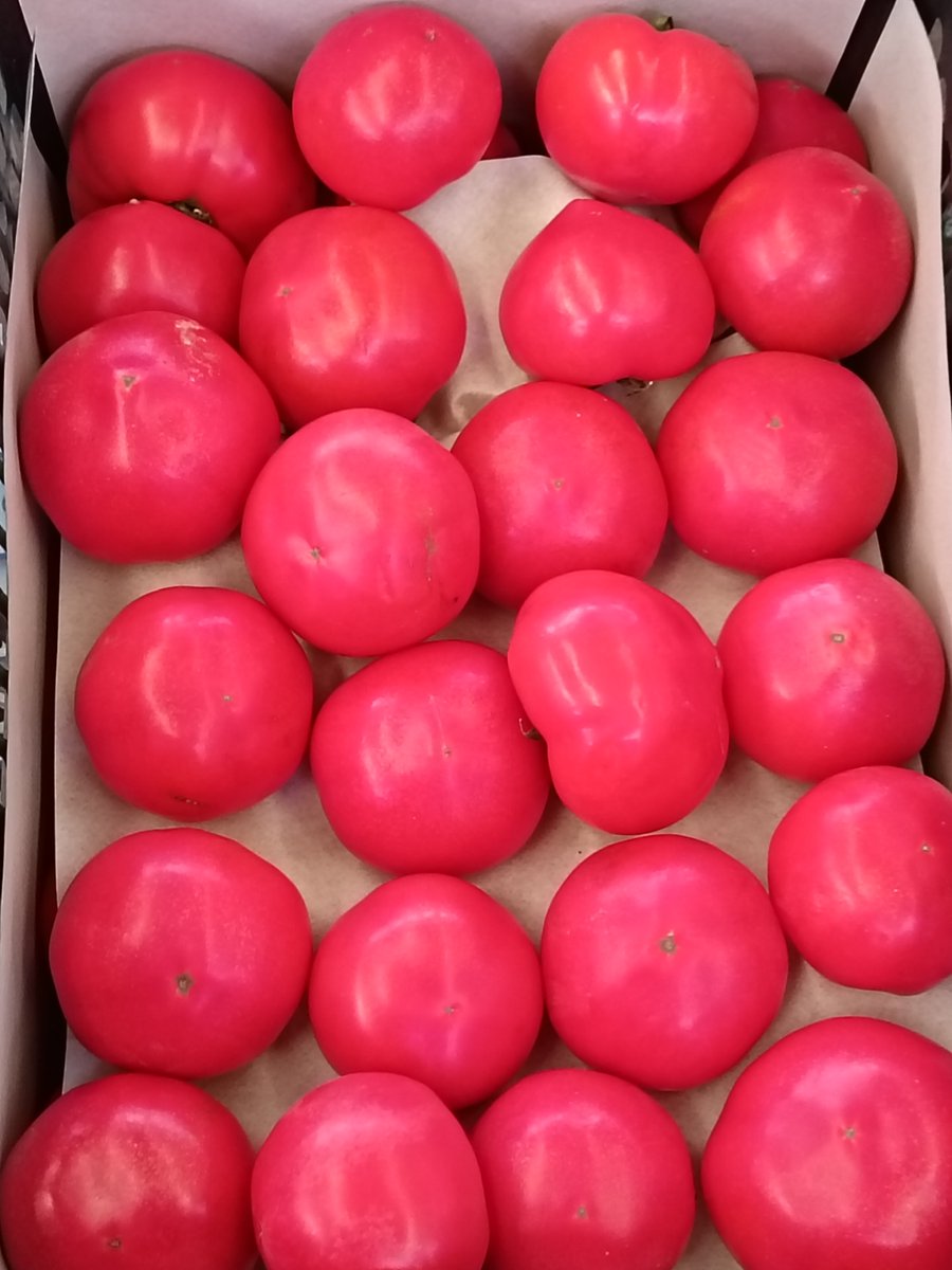 CarmellaIstoc4's tweet photo. Un vecino me dejó una caja de tomates frescos en la puerta, qué detalle tan lindo! （翻译：邻居在门口给我留了一箱新鲜番茄，太贴心的小细节啦！）， https://t.co/Hn3pZS4TNo