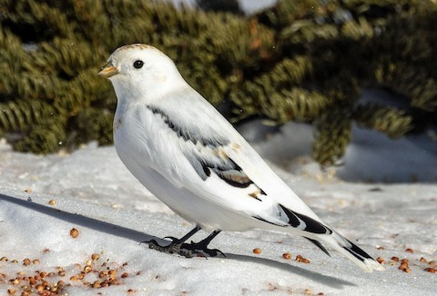 BuhosNo's tweet photo. Escribano de McKay (Plectrophenax hyperboreus)

Paseriforme de la familia Calcariidae. Se reproduce en dos islas del mar de Bering, San Mateo y Hall y migra durante el invierno a la costa occidental de Alaska. https://t.co/C0ujkFkKku