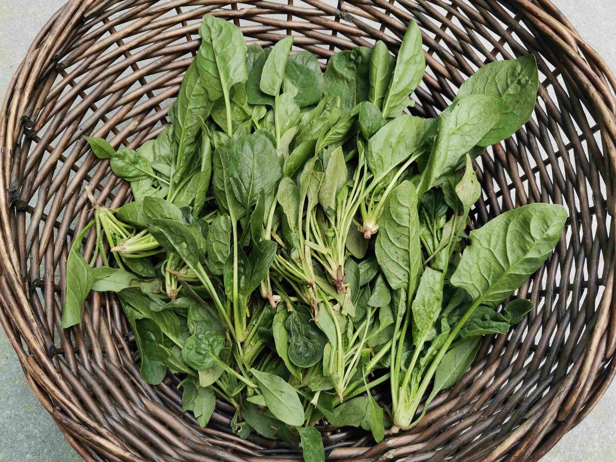 CatrinaKqarsw's tweet photo. Esta espinaca fresca de huerto local tiene un sabor dulce suave, no tiene tierra residual y se cocina en 2 minutos, perfecta para ensaladas o salteados! ， https://t.co/X49j16uBI4