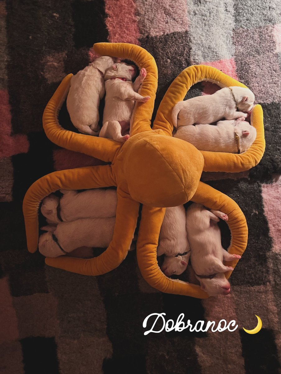 CalvinDann4v's tweet photo. Parys and Cannego’s kids said goodnight. https://t.co/rQ2E7uJTnR