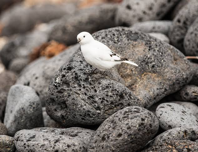 BuhosNo's tweet photo. Escribano de McKay (Plectrophenax hyperboreus)

Paseriforme de la familia Calcariidae. Se reproduce en dos islas del mar de Bering, San Mateo y Hall y migra durante el invierno a la costa occidental de Alaska. https://t.co/C0ujkFkKku