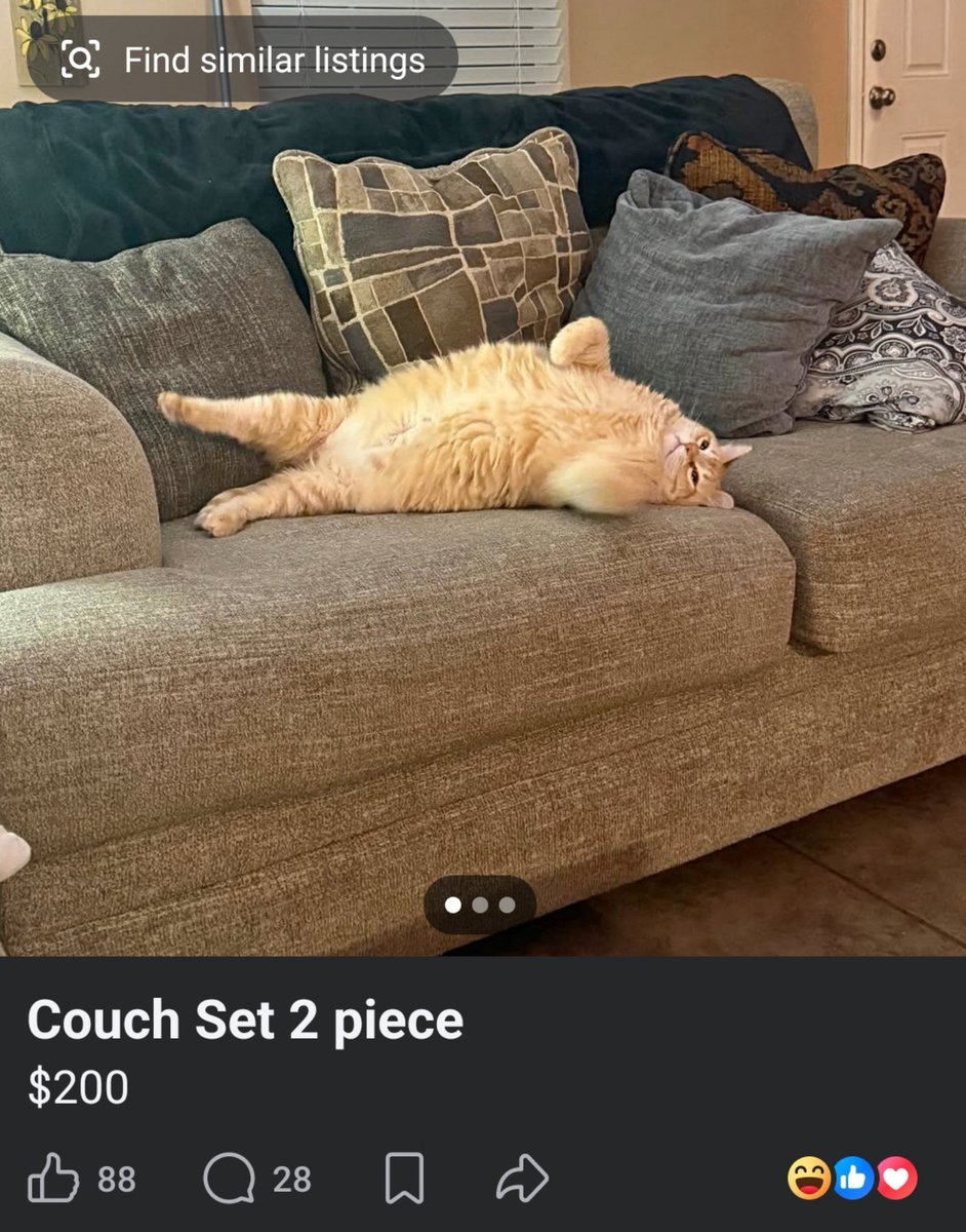 deadmensthrones's tweet photo. FB marketplace cats are quickly becoming a favorite genre of mine https://t.co/O6mkZ4Xybg