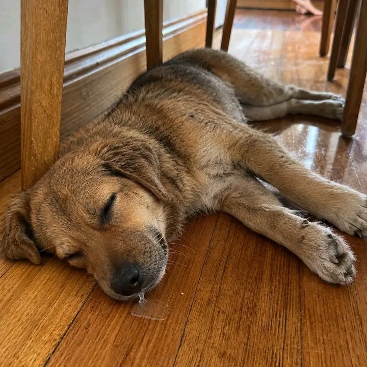 PawShield_'s tweet photo. I lost my baby in this morning Only someone heartless wouldn't say RIP 🥲 https://t.co/1vmZnXem5Y