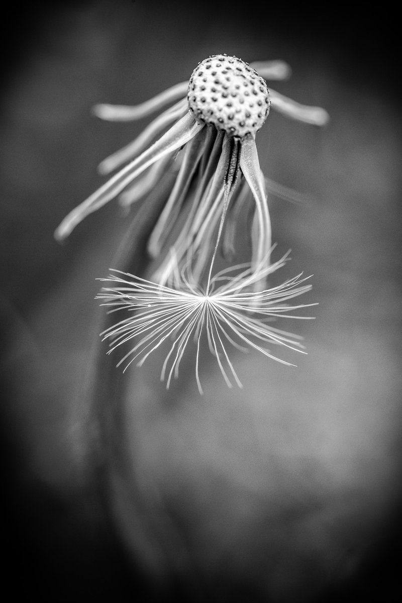 JohnGetchel's tweet photo. Hang in there!

For #MonochromeMonday https://t.co/OGzHUcQJiK