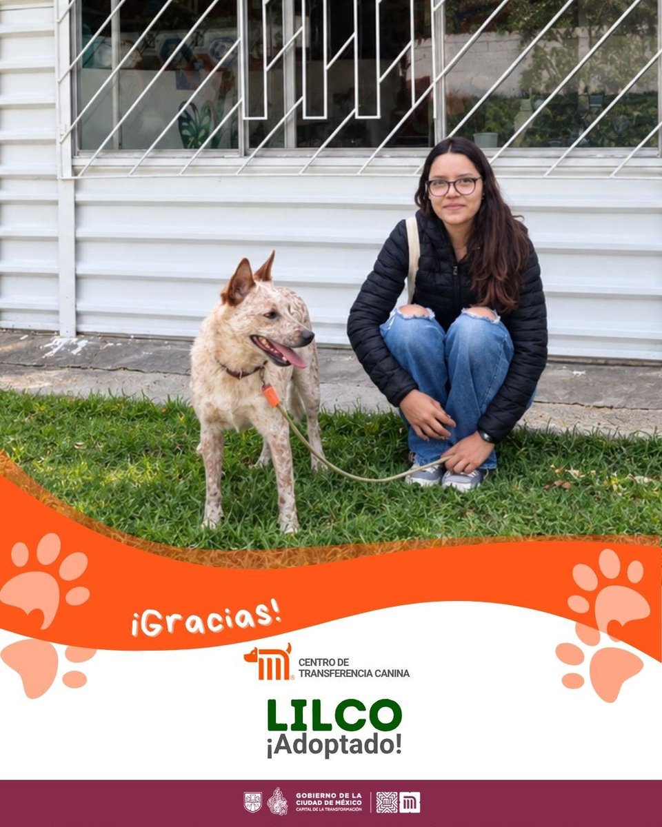ctcdelmetro's tweet photo. 🥳🐶¡Alegría total! Lilco ha sido adoptado y ahora vivirá rodeado de cariños; encontró a la familia ideal para crear grandes historias de amor y felicidad 🐾🏡🤍 #AdoptaMetro #AUnMetroDeSuHogar https://t.co/qvi2YvlnyZ