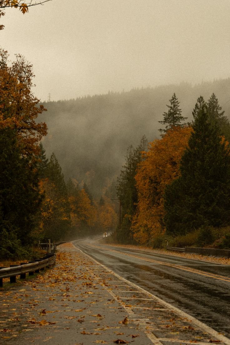 natureaest's tweet photo. Rainy Autumn day https://t.co/OThEfNLHYX