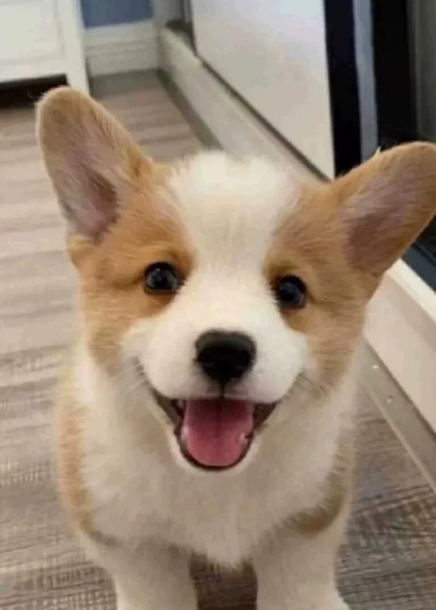 florenciaK9p2t's tweet photo. Mira cómo creció mi perro en solo 3 meses! De un cachorro pequeito a un compaero juguetón, cada día es una nueva aventura https://t.co/L94kPmcRPD