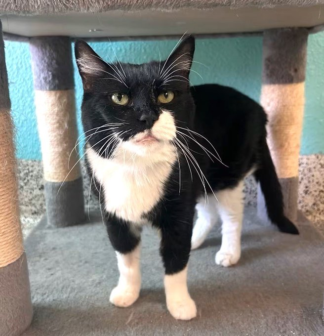 sachikoko's tweet photo. 👉🏽SENIOR ALERT🙏🏽PLZ SHARE
💘Social, Sweet 8YO #Senior Black &amp; White #Tuxie Kitty "LARGE MARGE"💘
📢Needs A Loving #FureverHome🏡 As Your 1 &amp; Only🐈
▶️ID 7247 https://t.co/WMwNlL3o8I
🙏🏽#AdoptDontShop #AdoptASeniorCat
#Fresno, #CA #CentralValley
@valleyanimal #RehomeHour #US #CATS https://t.co/K4pzwpdZBh