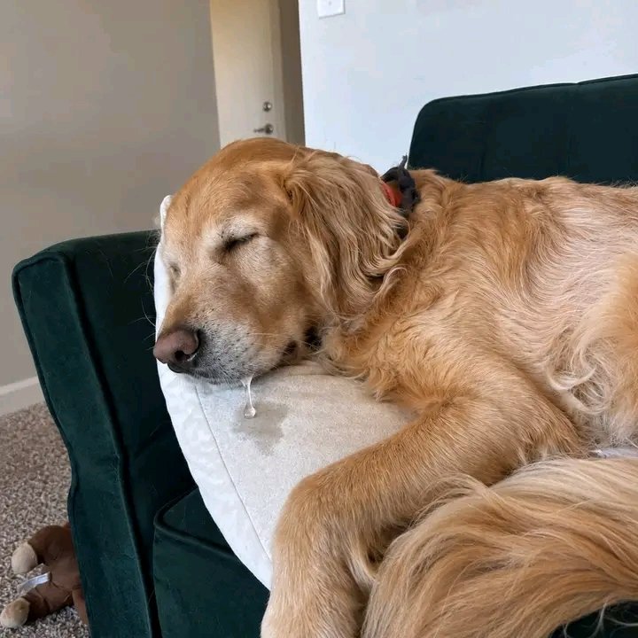 PawShield_'s tweet photo. My baby passed away this morning. Only a heartless person wouldn't say "Rest in peace". 😭😭 https://t.co/Gc4IzSfrUZ