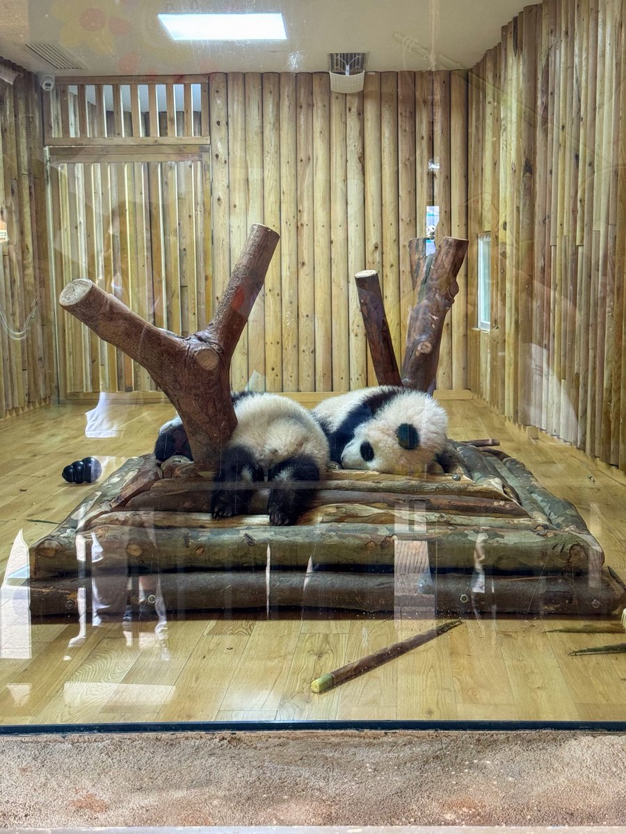 _zhirko_'s tweet photo. Pandas in Chengdu 🐼 https://t.co/jEnrPBZJmF