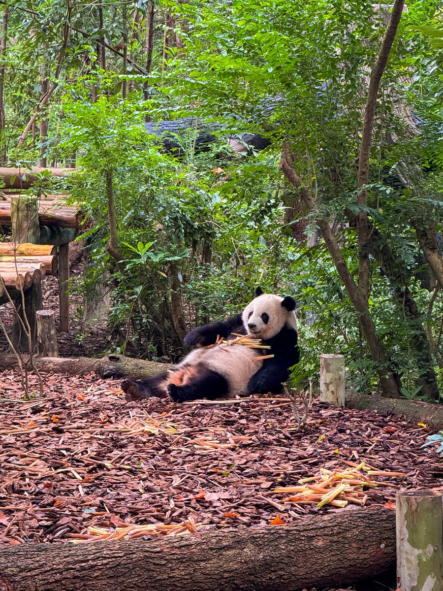 _zhirko_'s tweet photo. Pandas in Chengdu 🐼 https://t.co/jEnrPBZJmF