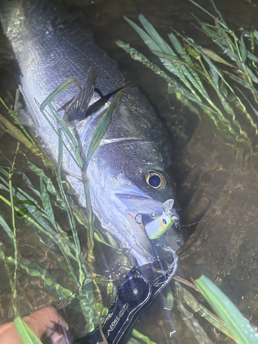 sho_angler_'s tweet photo. 流れが早い時こそ、
ストラクチャーにガンガン当ててみる♪

今回は魚が浮いてなかったけれど、
ピンにちゃんと着いてました👌

#増水パターン #有明海 
#ブローウィン110s https://t.co/2y647uAvgy
