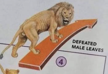 Flos_Cham's tweet photo. @zhao_dashuai Lion in question https://t.co/AxxHlMASng