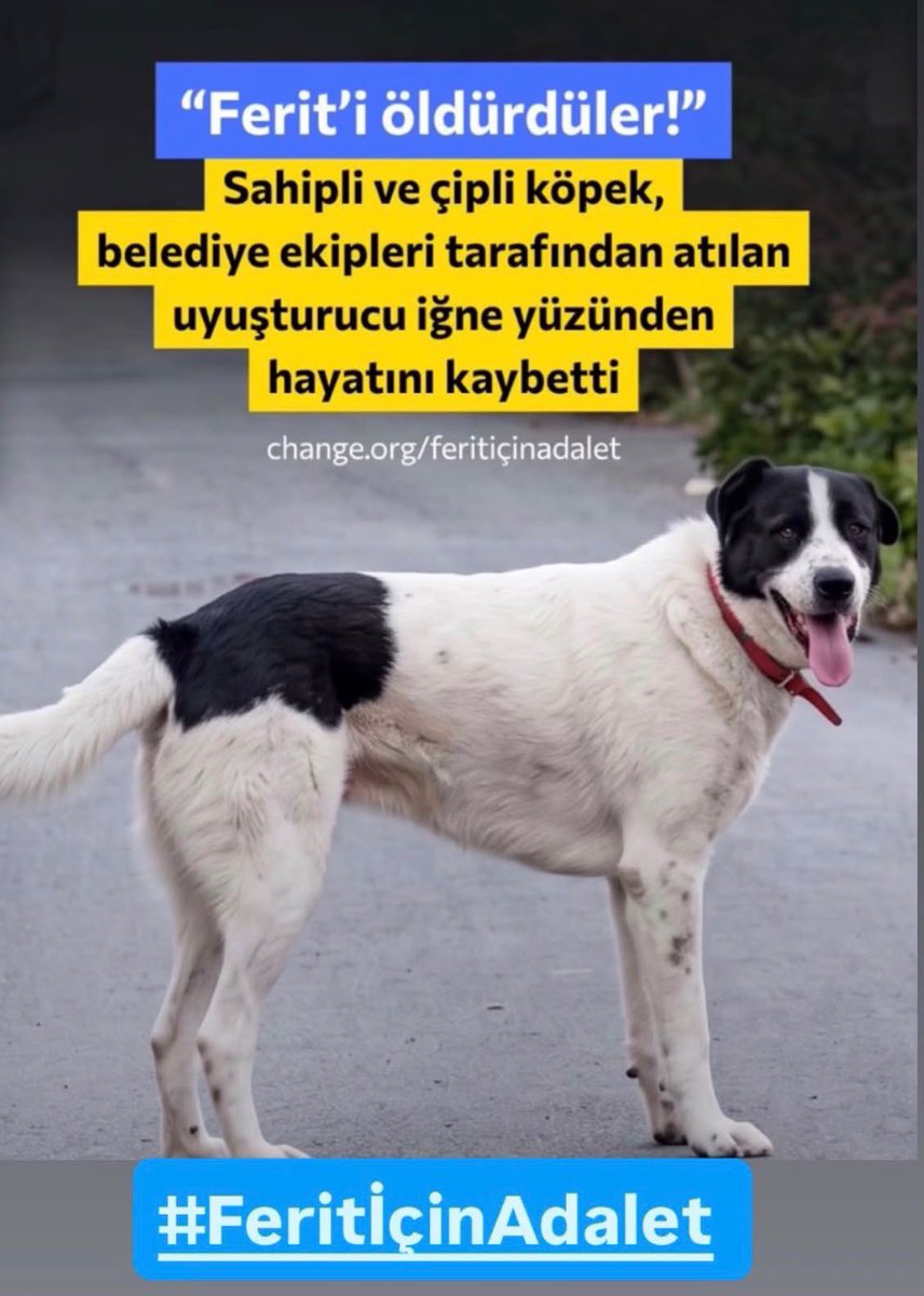 AybasOzgur's tweet photo. FERİTİÇİN ADALET https://t.co/ROgNNM6SJi
