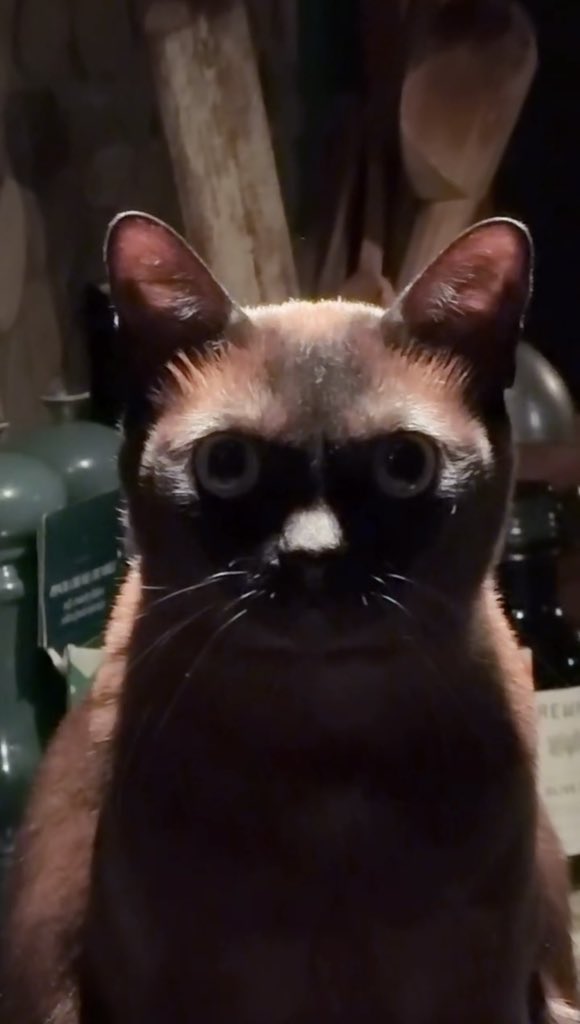 NoCatsNoLife_m's tweet photo. This cat sits in the kitchen, silently pressuring mom for food 😂 https://t.co/xBDN3Y5WlN