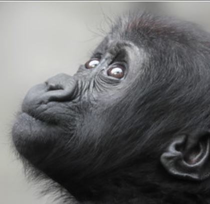 gorilla_tiny's tweet photo. @TheGreatestApes https://t.co/OA6jnMeuwr
