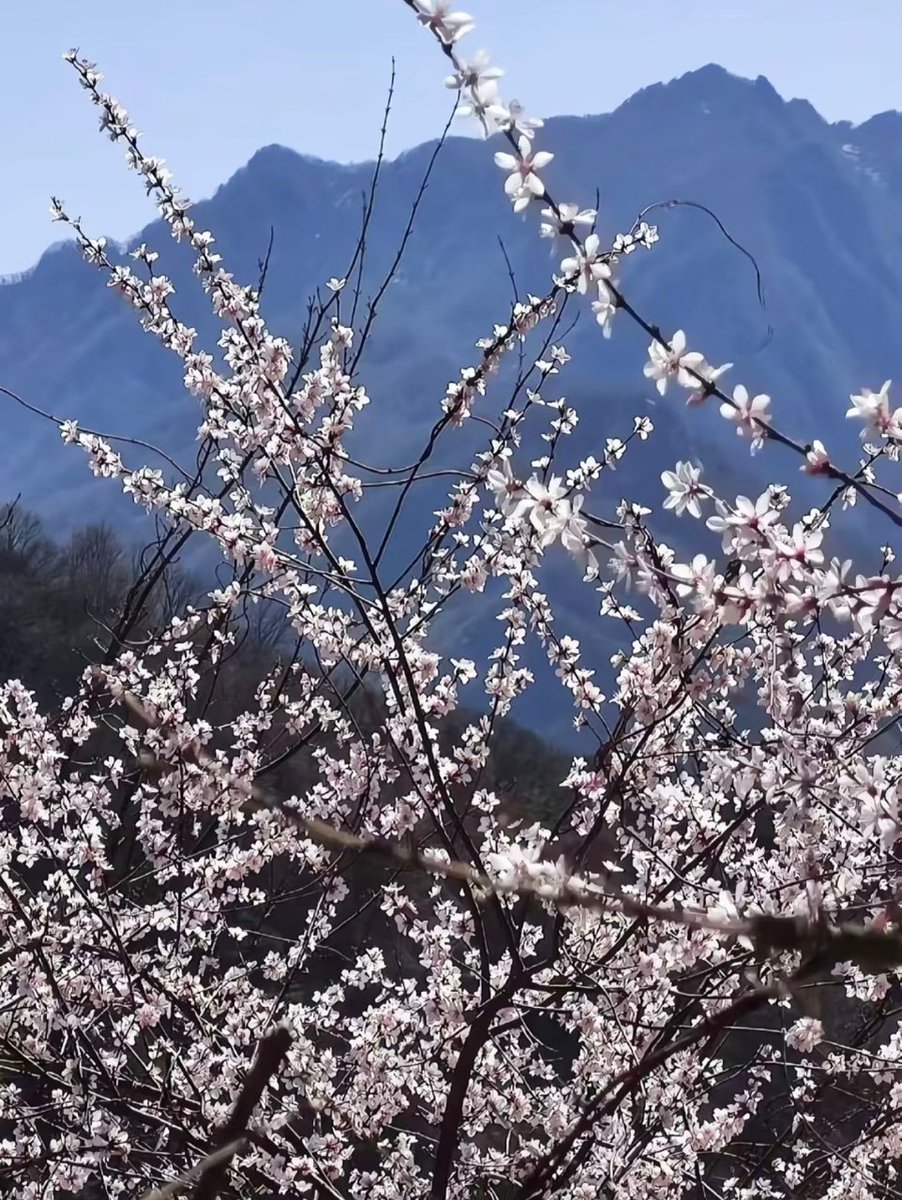 az0oHGcJbHHZTa8's tweet photo. Peach blooms bright, passion ignites, a bold trek, and true wisdom shines—today’s little joy is all about these vibes! https://t.co/vQO2b4J5Ql