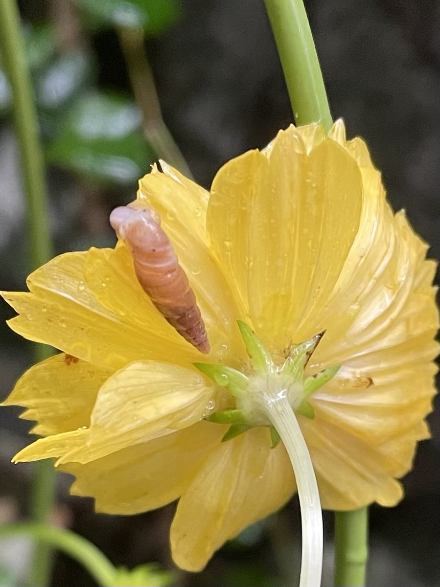 kogah1's tweet photo. 昨日、外壁にいたキセルガイが、今日は雨のなか黄色い花びらにまとわりついている。かなり、意外
#キセルガイ https://t.co/Ydk0tlFNd0