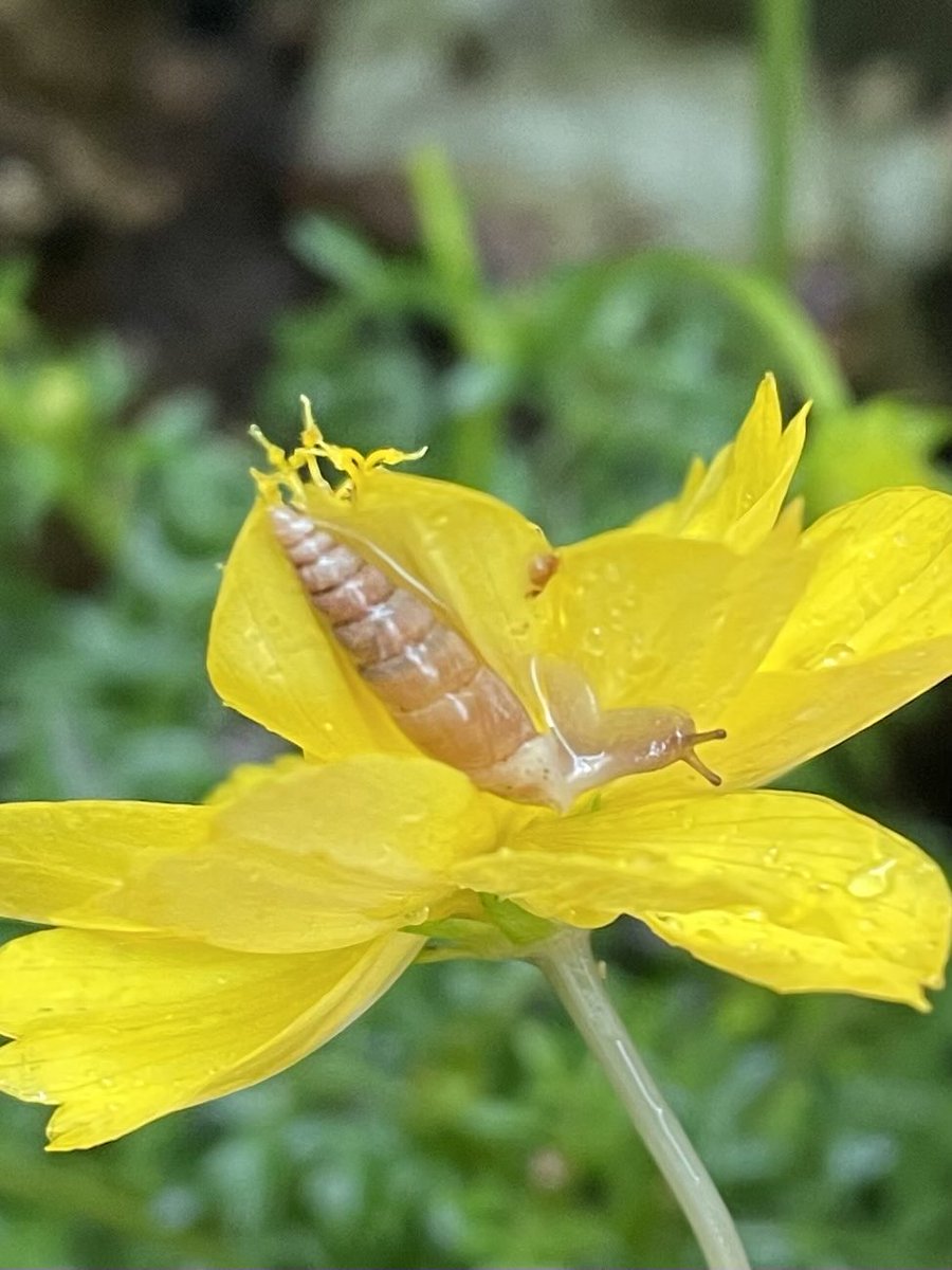 kogah1's tweet photo. 昨日、外壁にいたキセルガイが、今日は雨のなか黄色い花びらにまとわりついている。かなり、意外
#キセルガイ https://t.co/Ydk0tlFNd0