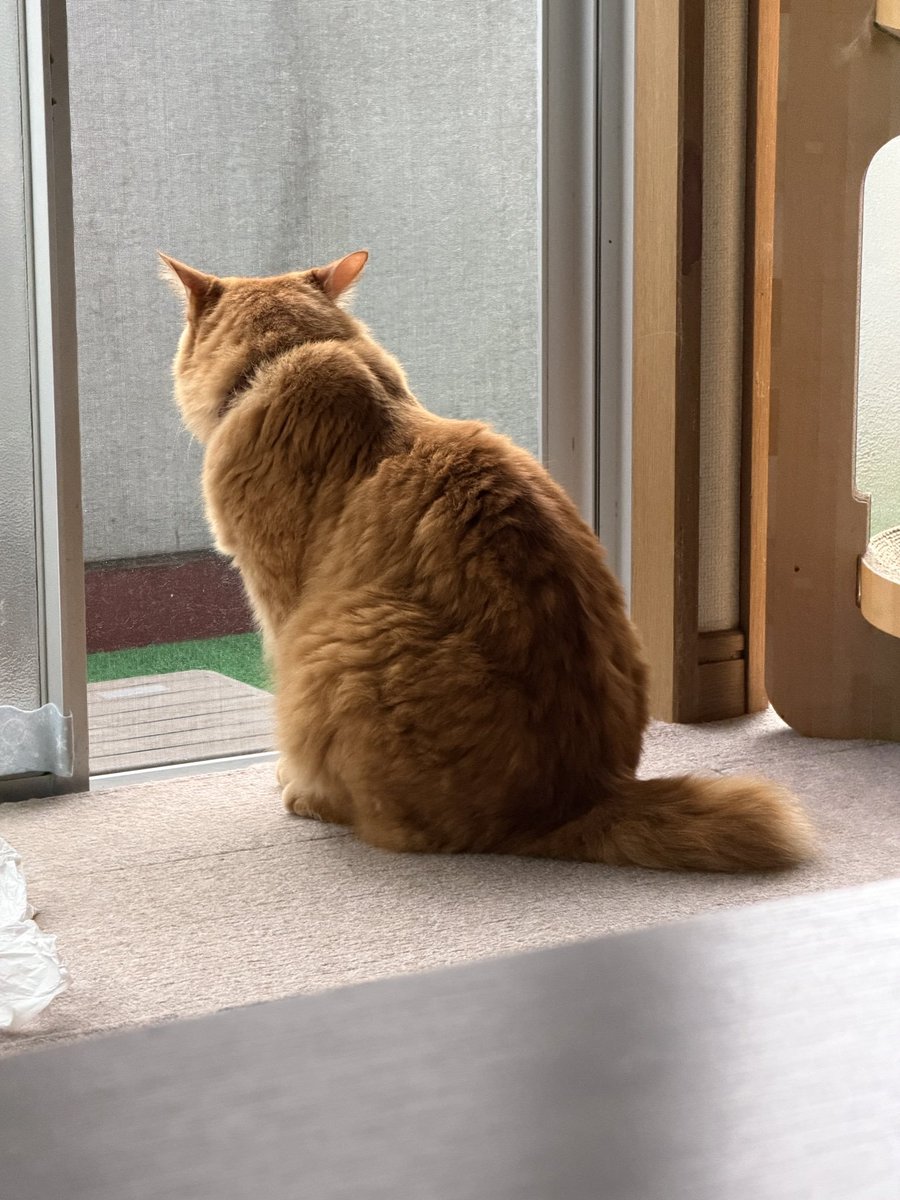 hidechan0068's tweet photo. @cat_Miroku369 きなこちゃん、背中に哀愁を感じるね☺

ねこさん、
おれの愛もよろしく哀愁 https://t.co/4PZKusorTz