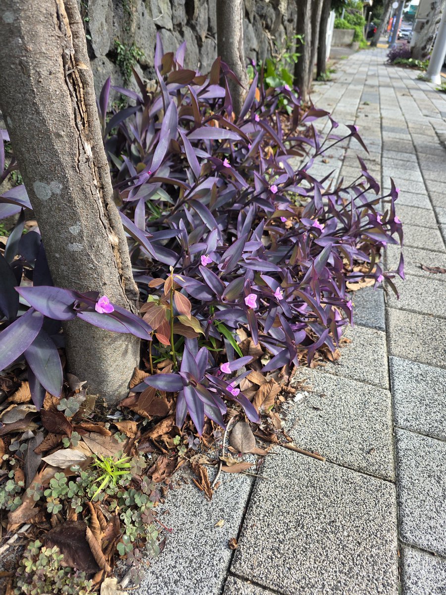 Moki7am's tweet photo. 자주색달개비 
꽃 핀 것 처음 봐요. https://t.co/XkdfkNlDYg