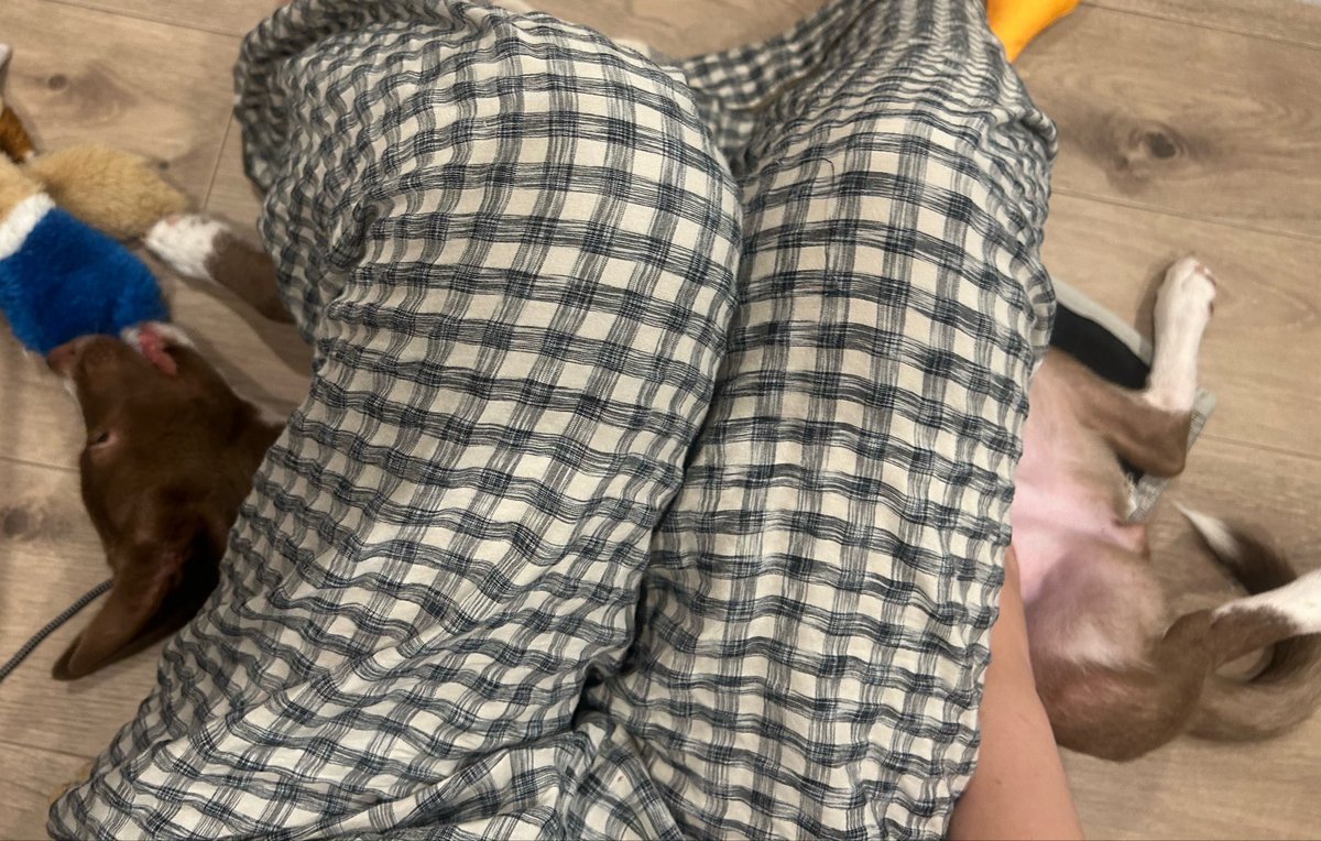 inunoRachel's tweet photo. こうして膝の下に空間があると下に入ってきて遊びます https://t.co/MiJ7UA9uM8
