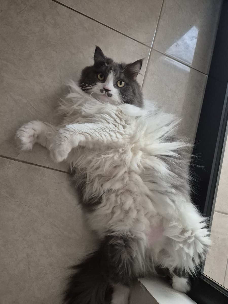 icindler's tweet photo. @NoraPotwora A rare sight of my girl belly upping. The urge to give belly rubs... 😩👌 https://t.co/Hnjb3W5Ssd