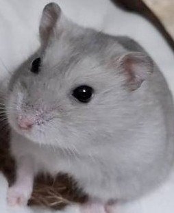 heguG0919's tweet photo. @akaneakane666 綺麗なゴールデンだ🐹
ウチにいたポムちゃん(春に亡くなりましたが🥲) https://t.co/6Jzlu6WuNi