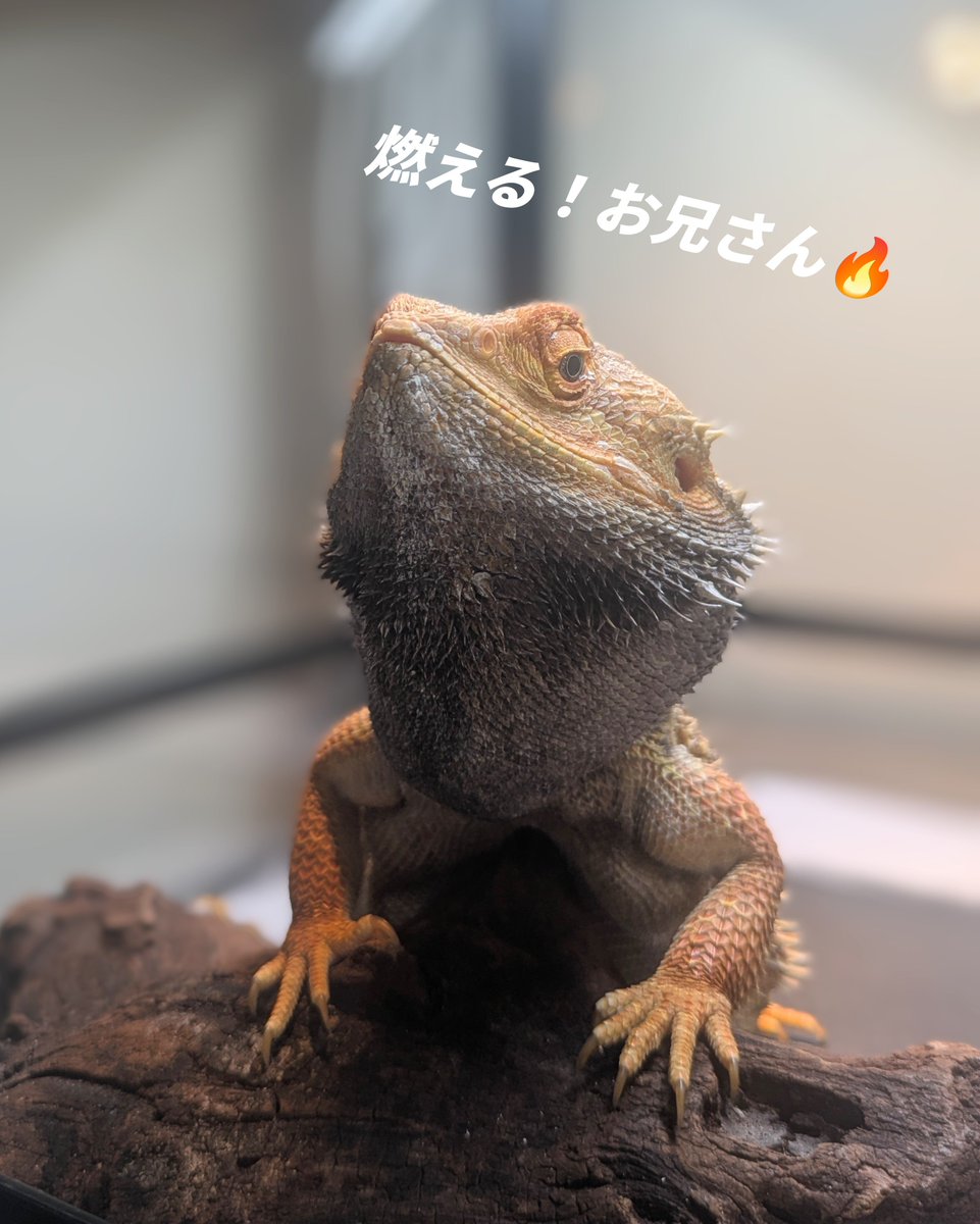 rono_happy's tweet photo. おはフトアゴ☀

朝からブラックを決めているフトアゴくん。

静かにたぎる闘争心。ゴゴゴ.....🔥

#フトアゴヒゲトカゲ　#爬虫類 https://t.co/JQF2f4lQyI