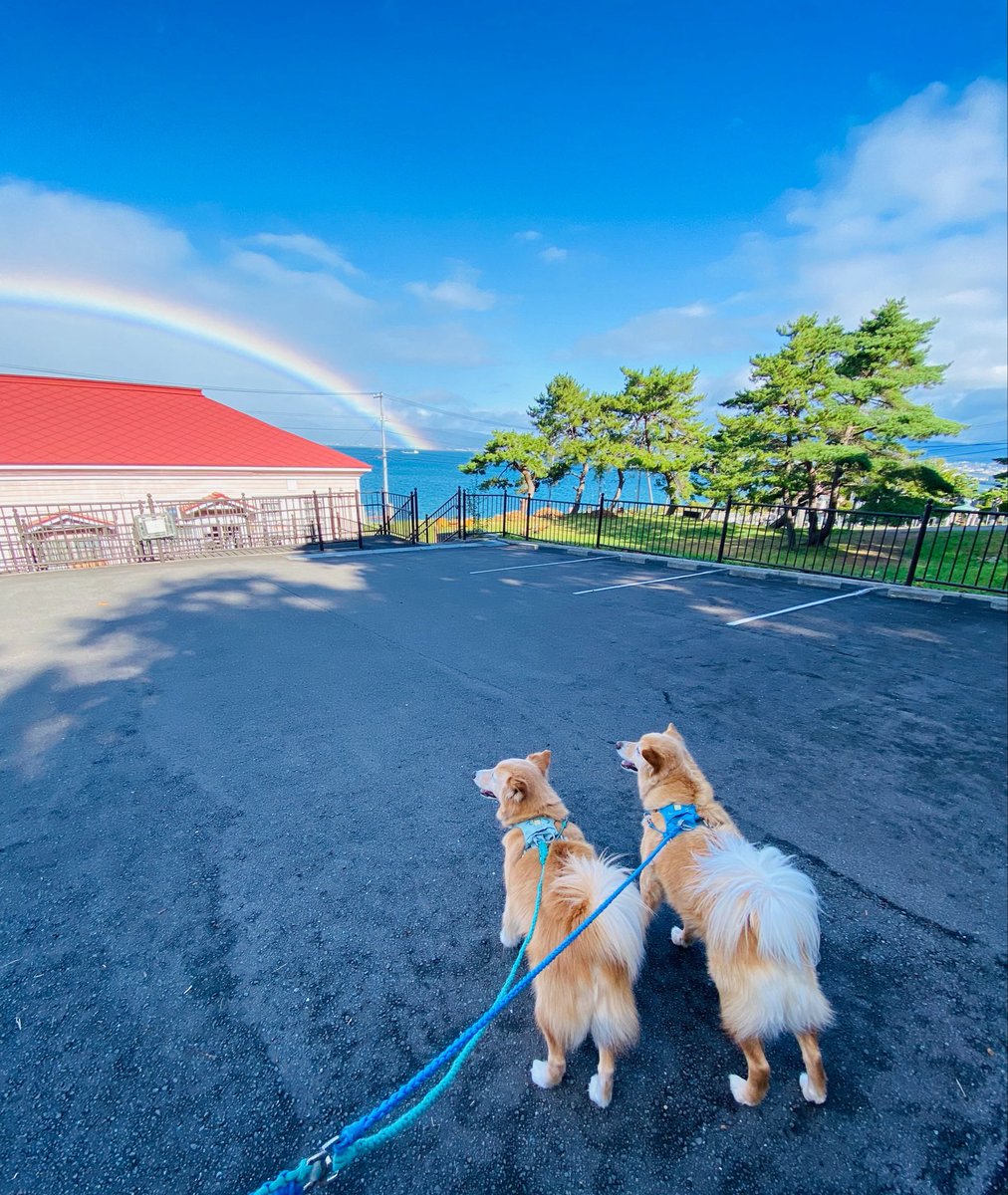 tetsu_tochi's tweet photo. 🐕🐕おはようレインボー🌈 https://t.co/jTbf2WqXUq