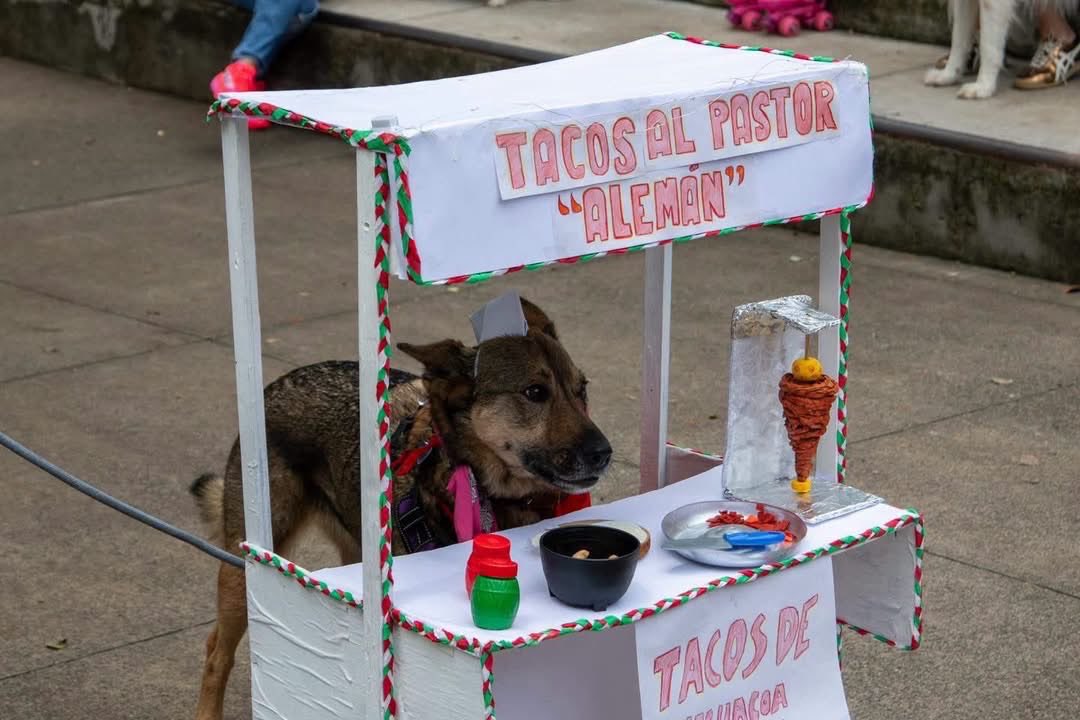 Javisness's tweet photo. En Morelia hicieron concurso de mascotas patrias y estos fueron los participantes 🇲🇽 https://t.co/O8Ga0HLrNN