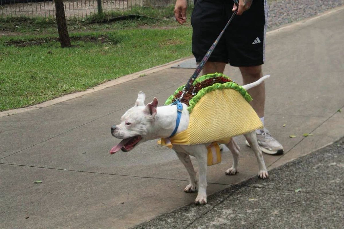 Javisness's tweet photo. En Morelia hicieron concurso de mascotas patrias y estos fueron los participantes 🇲🇽 https://t.co/O8Ga0HLrNN