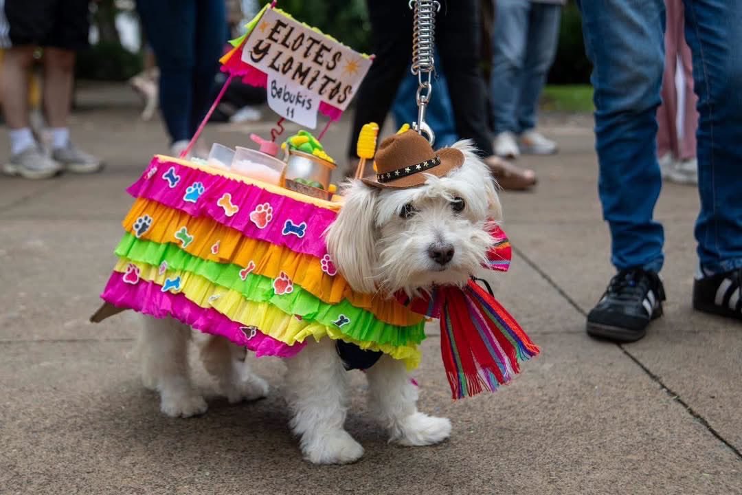 Javisness's tweet photo. En Morelia hicieron concurso de mascotas patrias y estos fueron los participantes 🇲🇽 https://t.co/O8Ga0HLrNN