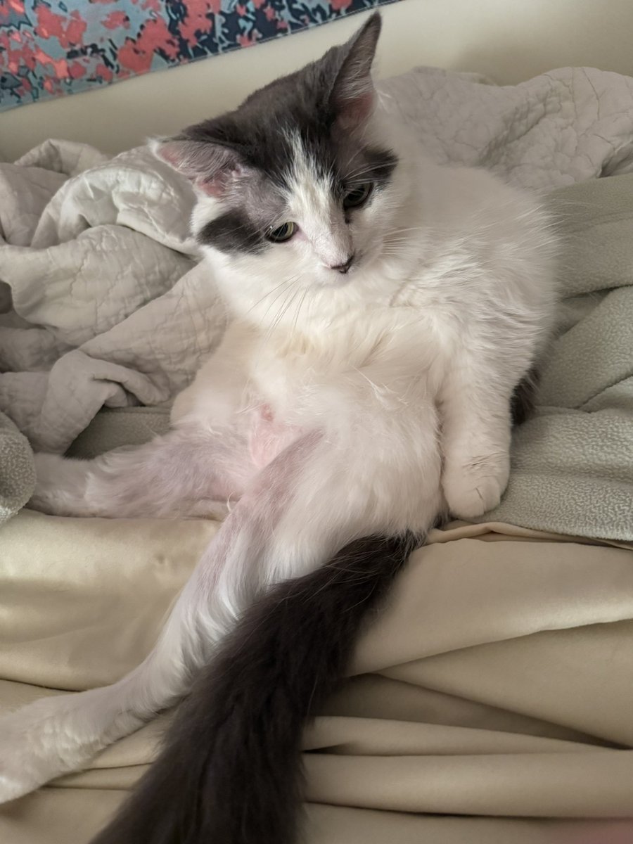 DejectionDoll's tweet photo. @NoraPotwora My sweet Angel Baby who passed last year used to sit like a human being with a beer belly.  She would always want me to come up and pat her belly in this position.  This photo is when she started getting sick but I can’t find an older one without crying haha!  I miss you Kira 🪽 https://t.co/jVnMpx0Gap
