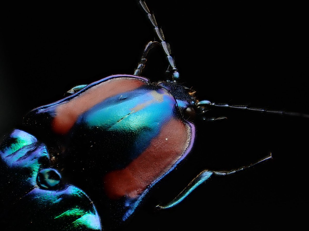 DamasterCarabus's tweet photo. 🇹🇼 Taiwan

#clickbeetle
#コメツキムシ https://t.co/dSYUvDL37L