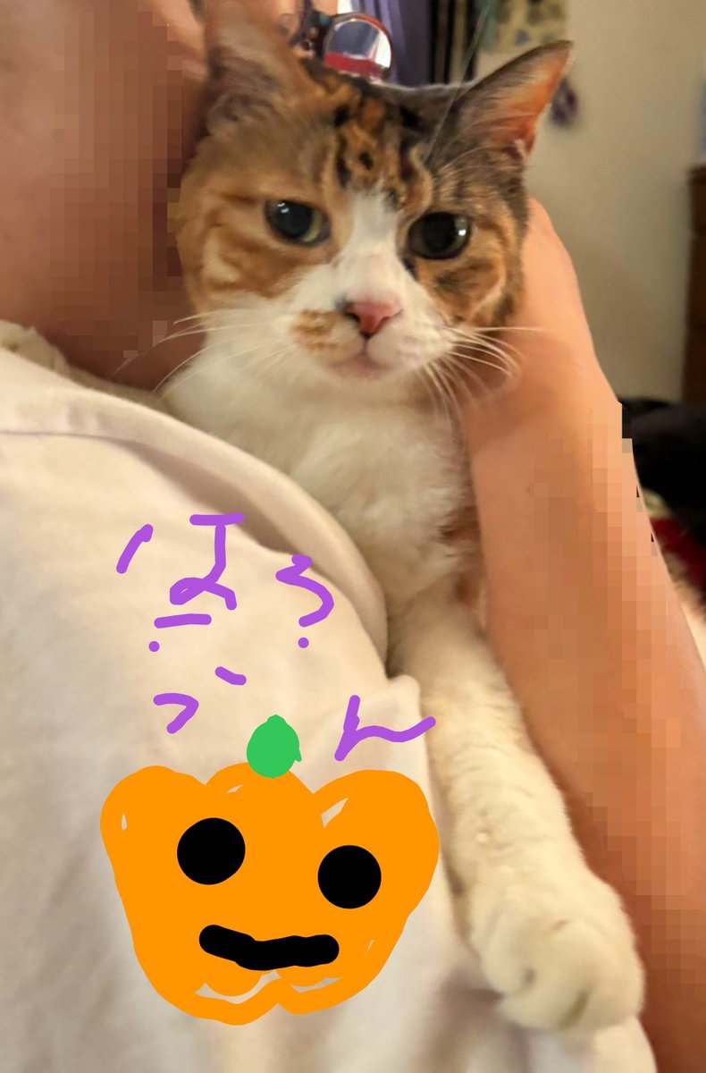 MAMEMAMEMAME816's tweet photo. ねぇ　だっこして
かあちゃんがいる

すずしくにゃったね
「にゃんたろはあったかいね」 https://t.co/TYMxIjSgUm