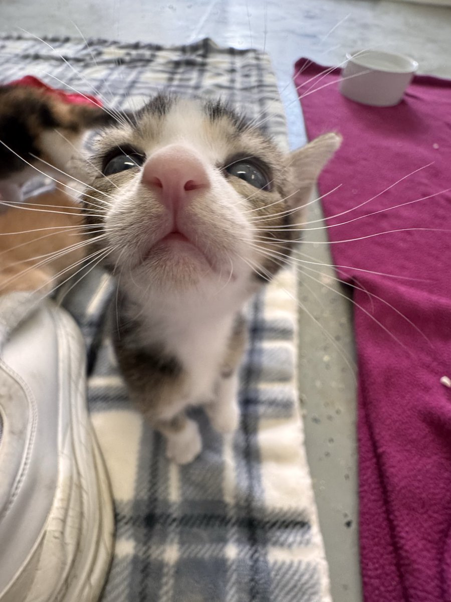 jaymejanee's tweet photo. pocket sized https://t.co/3Jv0W43oEe