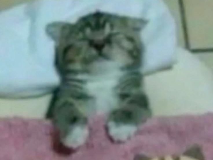 ujst0's tweet photo. 💤 https://t.co/oYv1iXFgO7