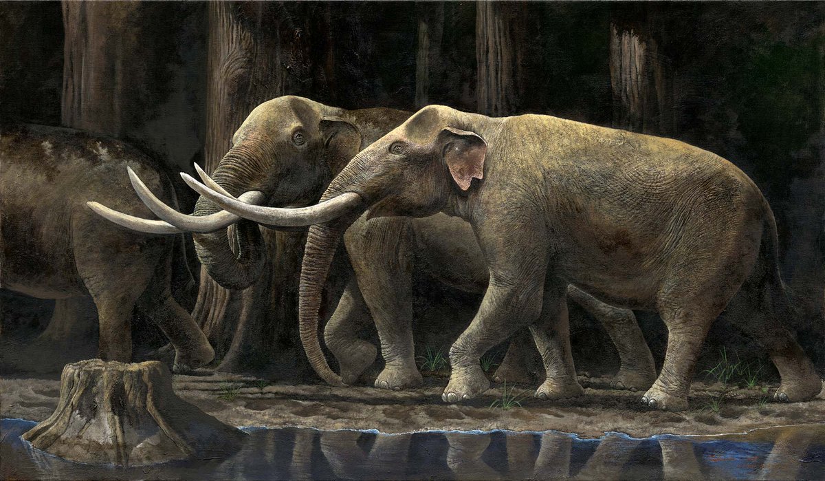 studiocorvo's tweet photo. 古生物の復元画のシリーズ。この頃はアクリで描いています。アケボノゾウ、モササウルス、シフゾウ、ミエゾウ。＃オリジナルアート ＃オリジナル作品 https://t.co/ZfXLpR4Nru