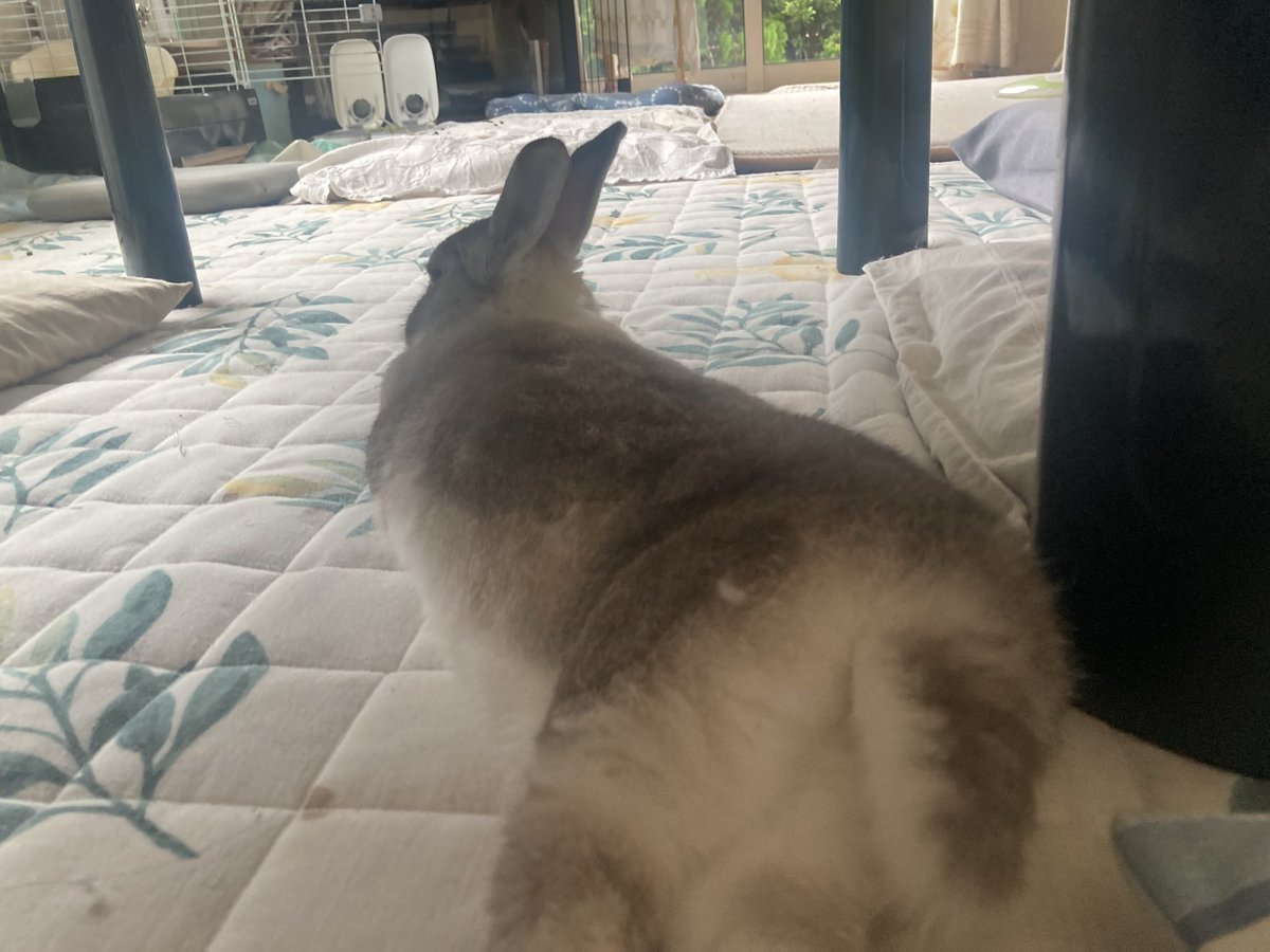 sekine460's tweet photo. おちり🐰 https://t.co/uTBr0jtNOO
