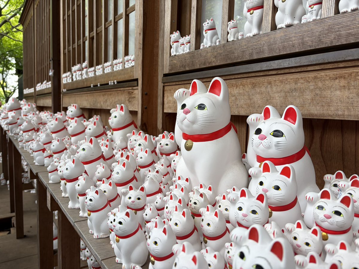 shironeko_7para's tweet photo. 招き猫の日。みんなに福来たれ〜。 https://t.co/UEQL7QMijP
