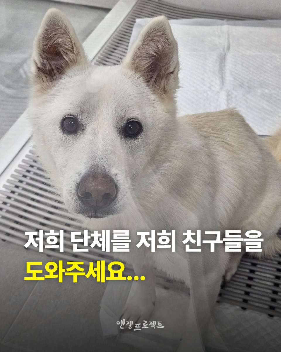 Hyeyounkim3's tweet photo. 안녕하세요. 엔젤프로젝트입니다.

이번 달 말까지 저희가 해결해야 할 금액이 약 1,600만원에 달합니다.

정기후원으로 매달 고정적으로 발생하는 비용을 감당하기에도 턱없이 부족한 상황에서, 최근 구조 활동이 이어지며 병원비와 위탁비, 훈련비 등 지출이 크게 늘었습니다.

일일이 모든 구조 상황을 적자면 한도 끝도 없지만, 최근 저희가 올린 게시물만 보셔도 얼마나 많은 아이들을 구조하고 치료하고 있는지 아실 거라 생각합니다.

지금은 병원비, 급여, 위탁비, 훈련비, 월세까지 어느 하나 급하지 않은 곳이 없습니다.

[ 현재 해결해야 할 금액 ]

* 사무실 월세 63만원
* 봉식이 훈련비 55만원
* A 위탁처 180만원
* B 위탁처 25만원
* C 위탁처 50만원
* D 위탁처 600만원
* B 병원 미납금 약 350만원
* C 병원 미납금 80만원
* 미지급 직원 급여 약 220만원

총 약 1,600만원

저희도 오늘 하루에 이 금액을 모두 해결할 수 있다고 생각하지 않습니다. 하지만 오늘 500만원만이라도 모인다면, 당장 급한 곳부터 해결하며 큰 고비를 넘길 수 있습니다.

큰 금액이 아니어도 괜찮습니다. 만원, 2만원의 작은 후원이 모이면 아이들을 지킬 수 있습니다.

이번 달도 아이들을 포기하지 않고 끝까지 책임질 수 있도록 저희에게 힘을 보태주세요. 

기업은행 사단법인 엔젤프로젝트 289 130456 04 018 기부금영수증 가능단체 입니다