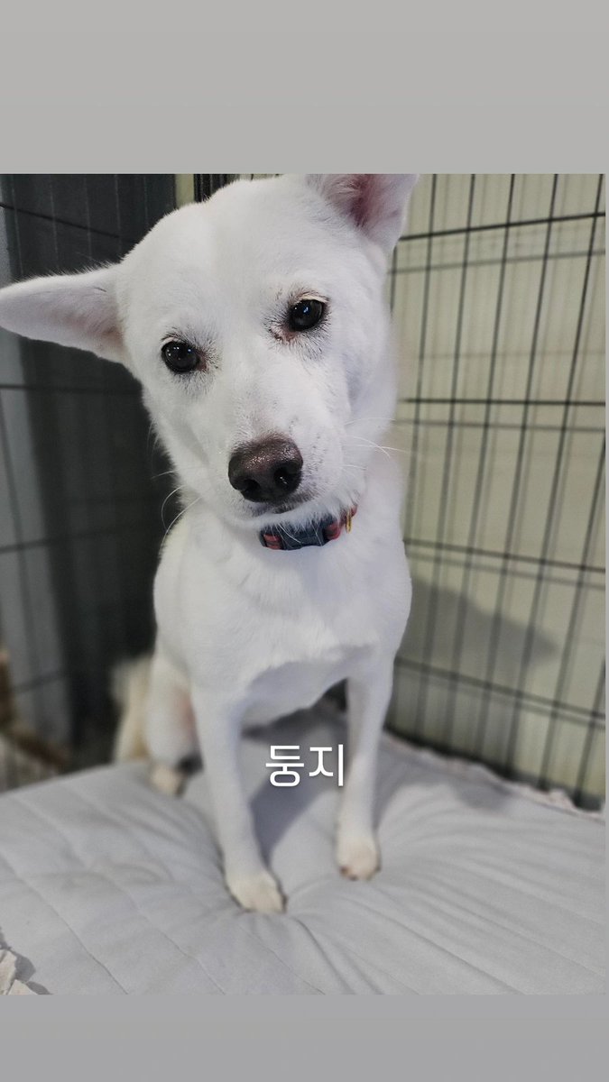Hyeyounkim3's tweet photo. 안녕하세요. 엔젤프로젝트입니다.

이번 달 말까지 저희가 해결해야 할 금액이 약 1,600만원에 달합니다.

정기후원으로 매달 고정적으로 발생하는 비용을 감당하기에도 턱없이 부족한 상황에서, 최근 구조 활동이 이어지며 병원비와 위탁비, 훈련비 등 지출이 크게 늘었습니다.

일일이 모든 구조 상황을 적자면 한도 끝도 없지만, 최근 저희가 올린 게시물만 보셔도 얼마나 많은 아이들을 구조하고 치료하고 있는지 아실 거라 생각합니다.

지금은 병원비, 급여, 위탁비, 훈련비, 월세까지 어느 하나 급하지 않은 곳이 없습니다.

[ 현재 해결해야 할 금액 ]

* 사무실 월세 63만원
* 봉식이 훈련비 55만원
* A 위탁처 180만원
* B 위탁처 25만원
* C 위탁처 50만원
* D 위탁처 600만원
* B 병원 미납금 약 350만원
* C 병원 미납금 80만원
* 미지급 직원 급여 약 220만원

총 약 1,600만원

저희도 오늘 하루에 이 금액을 모두 해결할 수 있다고 생각하지 않습니다. 하지만 오늘 500만원만이라도 모인다면, 당장 급한 곳부터 해결하며 큰 고비를 넘길 수 있습니다.

큰 금액이 아니어도 괜찮습니다. 만원, 2만원의 작은 후원이 모이면 아이들을 지킬 수 있습니다.

이번 달도 아이들을 포기하지 않고 끝까지 책임질 수 있도록 저희에게 힘을 보태주세요. 

기업은행 사단법인 엔젤프로젝트 289 130456 04 018 기부금영수증 가능단체 입니다