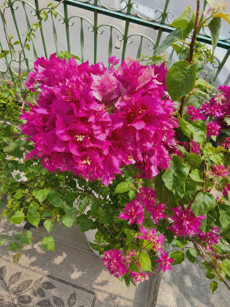 darknessinyou6's tweet photo. blooming in little moments🌸 good mowrning~ https://t.co/8U1AjwL6Bo