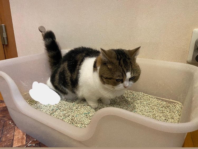 matk_59's tweet photo. おはようございマンチカン🐈
朝から怖い顔していきんでます…🤢 https://t.co/v1iaoEzwor