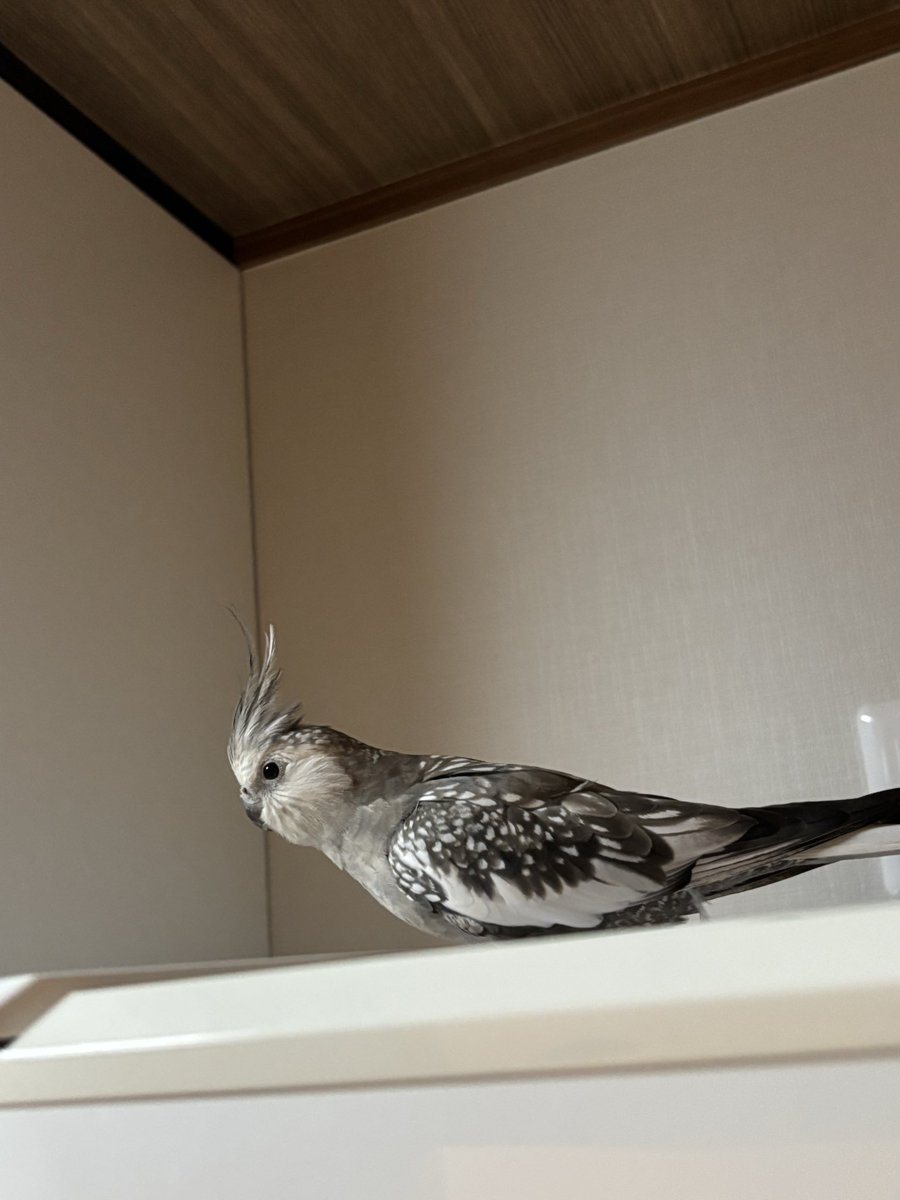 risapiiraa's tweet photo. 【拡散希望・迷子鳥】
9/27昼12時頃、神奈川県相模原市緑区津久井でオカメインコが迷子になりました。
名前：ラーちゃん（ラウ・ラウル）
灰色・白系、ほっぺは白。臆病でひまわりの種が好きです。
少しの情報でも助かります。見かけた方・保護された方はDMお願いします。
#迷子鳥 #オカメインコ https://t.co/3Z6o9pKHgm