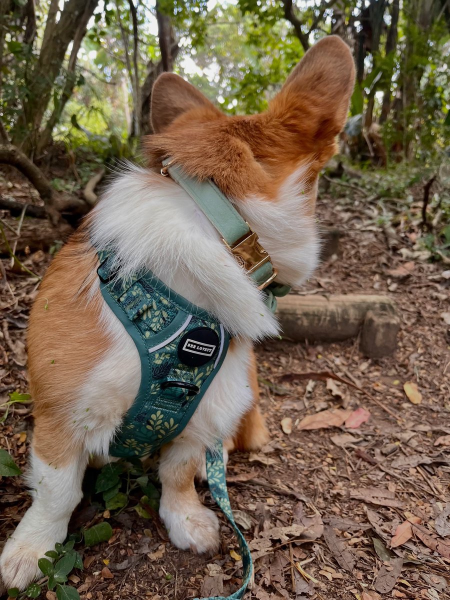 flohpobletes's tweet photo. Fairy-tale vibes in the great outdoors. We’re in love with Bee Lovett’s botanical harness and sage flower collar set—perfect for a day among the trees. https://t.co/79iVZLJZaA
